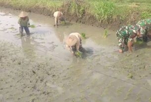 Babinsa Bergelut di Lumpur, Berharap Menuai Hasil Panen Berlimpah