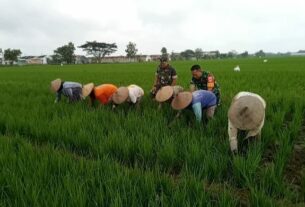 Babinsa Dampingi Petani Bersihkan Rumput di Sawah, Wujud Sinergitas TNI dan Rakyat