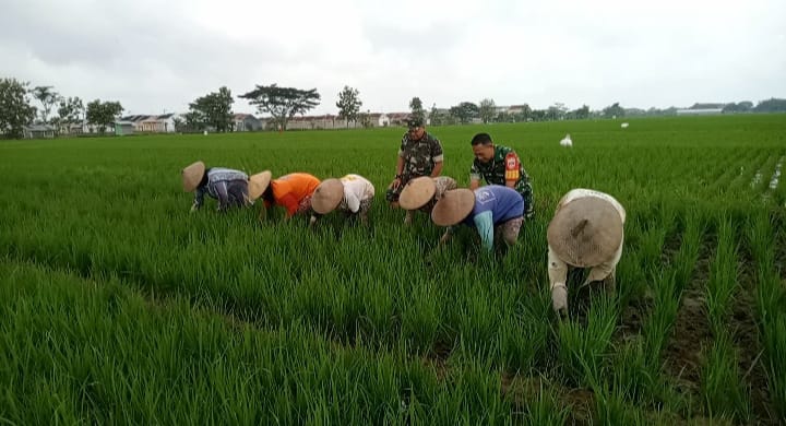 Babinsa Dampingi Petani Bersihkan Rumput di Sawah, Wujud Sinergitas TNI dan Rakyat