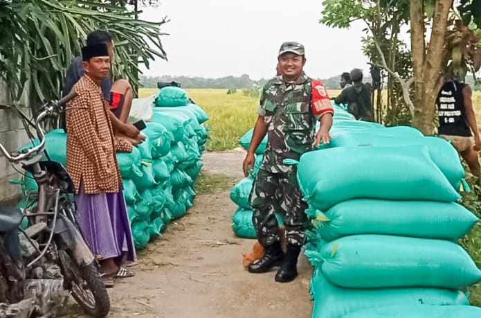 Babinsa Koramil Dander Bojonegoro, dampingi Bulog Serap Gabah Petani Sebanyak 10 Ton