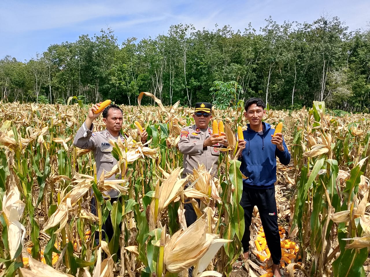 Dukung Penuh Program Ketahanan Pangan, Polsek Banjar Agung Bersama Poktan Harapan Jaya Gelar Panen Raya Jagung