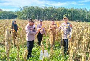 Dukung Program Ketahanan Pangan, Kasat Binmas Polres Tulang Bawang Hadiri Panen Raya Tanaman Jagung