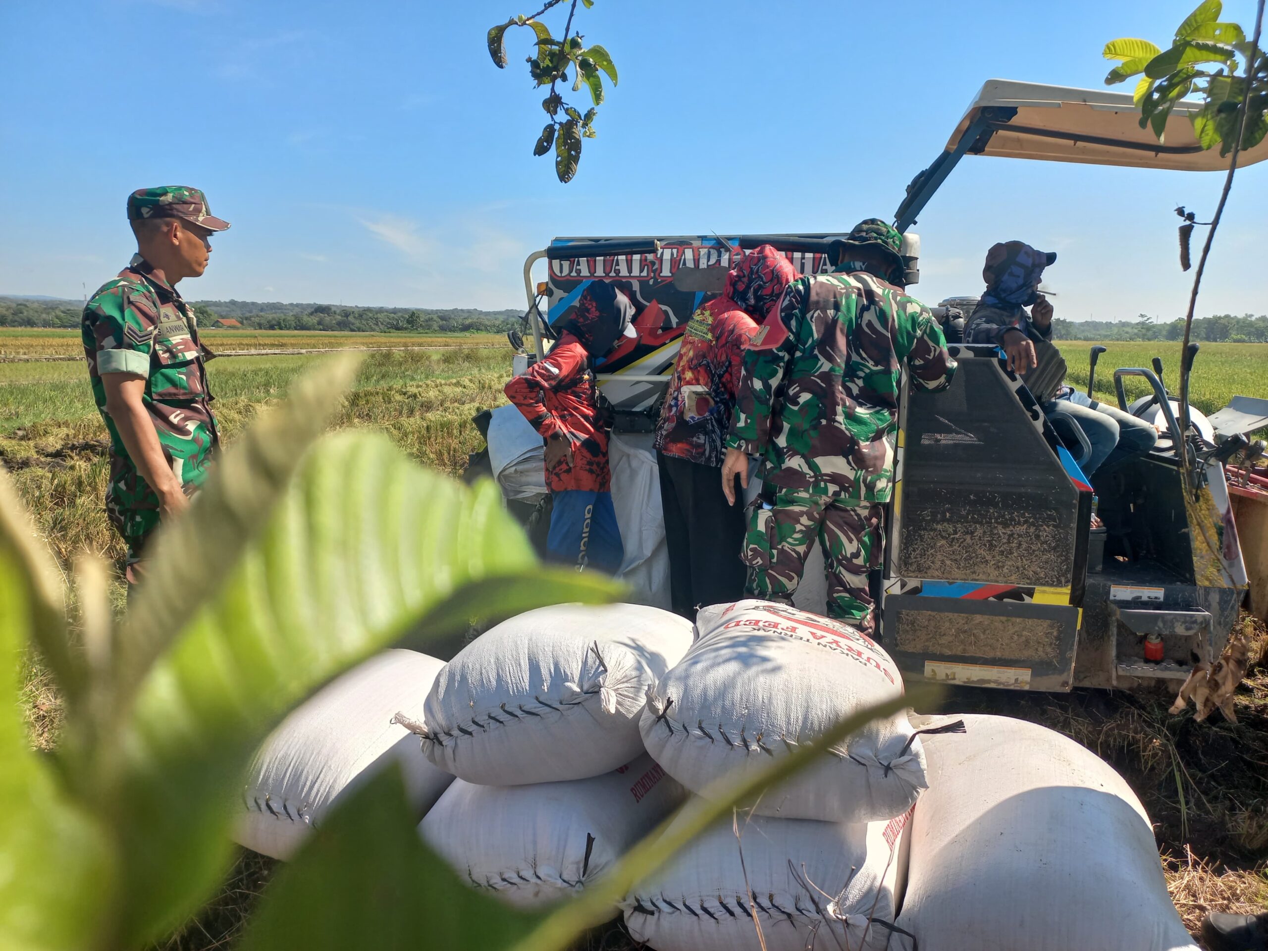 Kodim Boyolali Dukung Program Bulog Melalui Serapan Gabah Petani