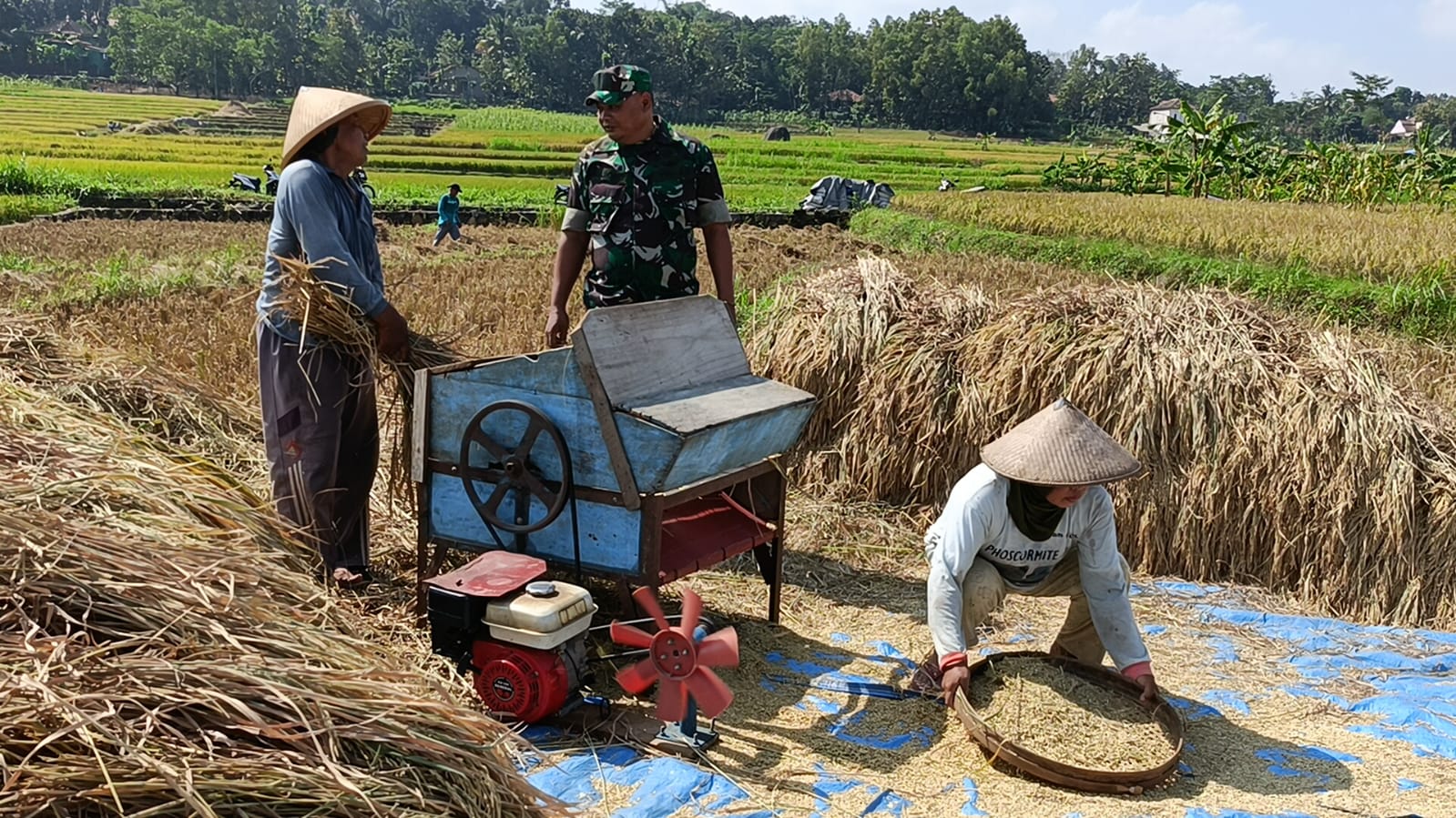 Peran Aktif Babinsa Wonosegoro Dampingi Petani