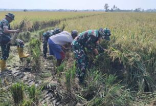 Sukses Panen Padi Ciherang, Koramil 410-06/KDT Wujudkan Swasembada Pangan Hasilkan Gabah Berkualitas Tinggi.