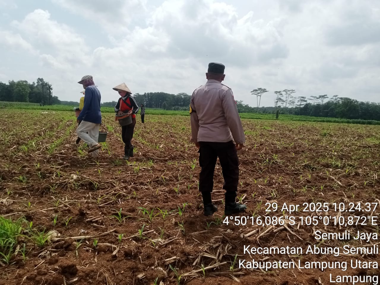 Tingkatkan Ketahanan Pangan, Bhabinkamtibmas Polres Lampung Utara Bantu Warga Tanam Jagung