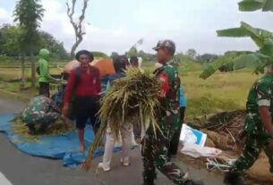 Babinsa Bantu Warga Panen, Wujud Dukung Ketahanan Pangan