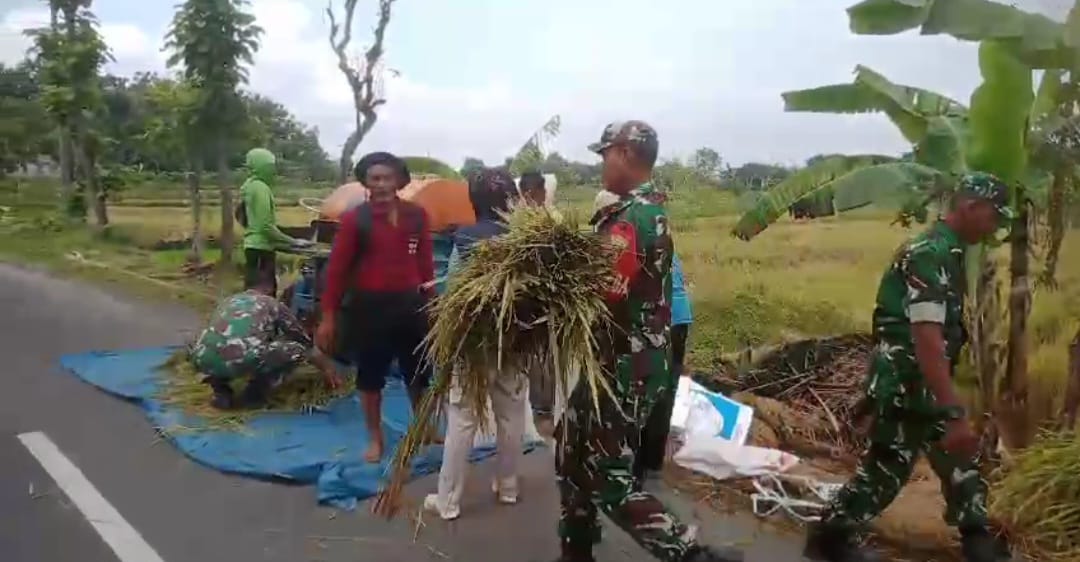 Babinsa Bantu Warga Panen, Wujud Dukung Ketahanan Pangan