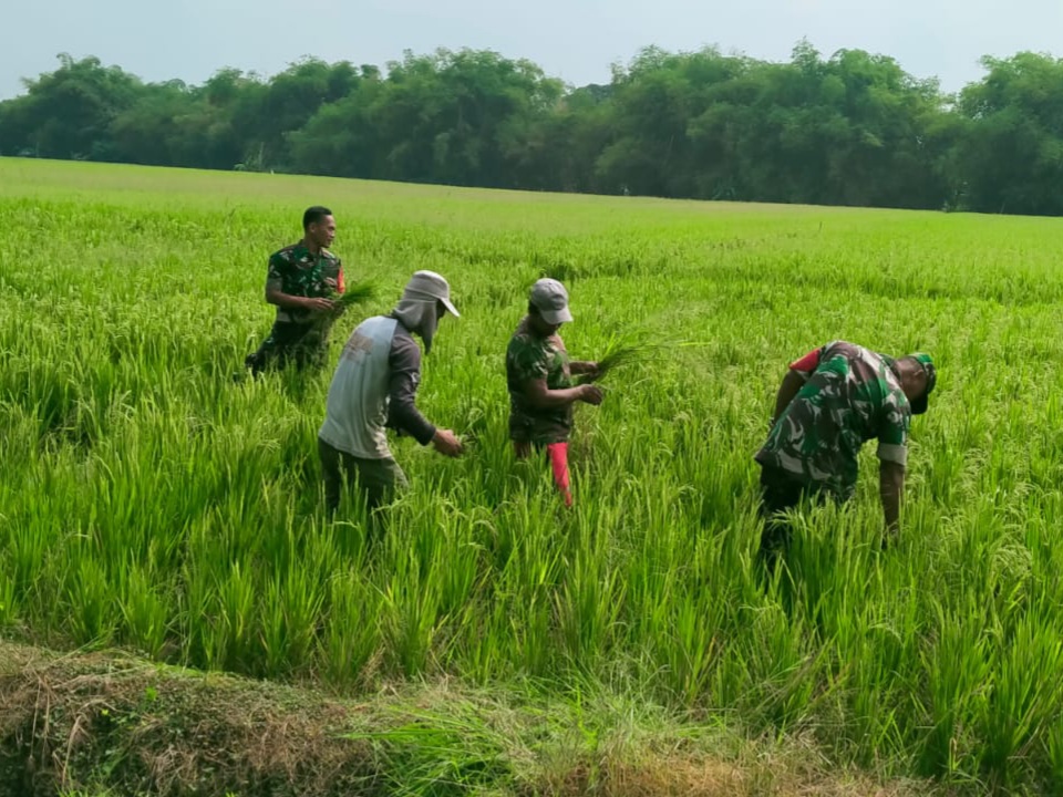 Babinsa Basmi Rumput Liar, Padi Petani di Karangudi Tumbuh Subur