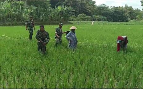Babinsa Dampingi Petani, Pastikan Pemupukan Tepat dan Maksimalkan Hasil Panen