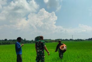Babinsa Dukung Peningkatan Hasil Panen Melalui Pendampingan Pemupukan