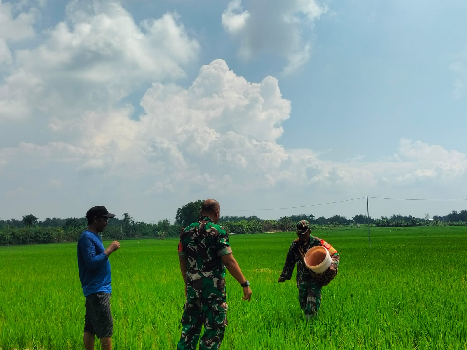Babinsa Dukung Peningkatan Hasil Panen Melalui Pendampingan Pemupukan