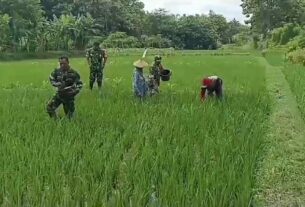 Pemupukan Padi oleh Petani di Dampingi Babinsa