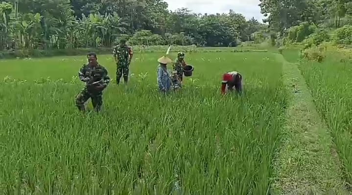 Pemupukan Padi oleh Petani di Dampingi Babinsa