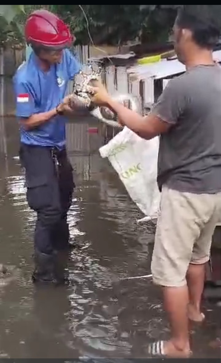 Warga Panik! Ular Piton Mangsa 2 Ayam di Tengah Banjir Pasar Krui