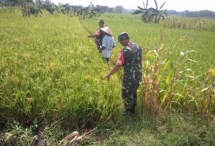 Babinsa Pantau Padi Menguning, Pastikan Produksi Tetap Optimal