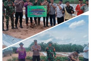 Dukung Ketahanan Pangan, Desa Negeri Ujungkarang bersama Bumdes tanam ribuan bibit semangka