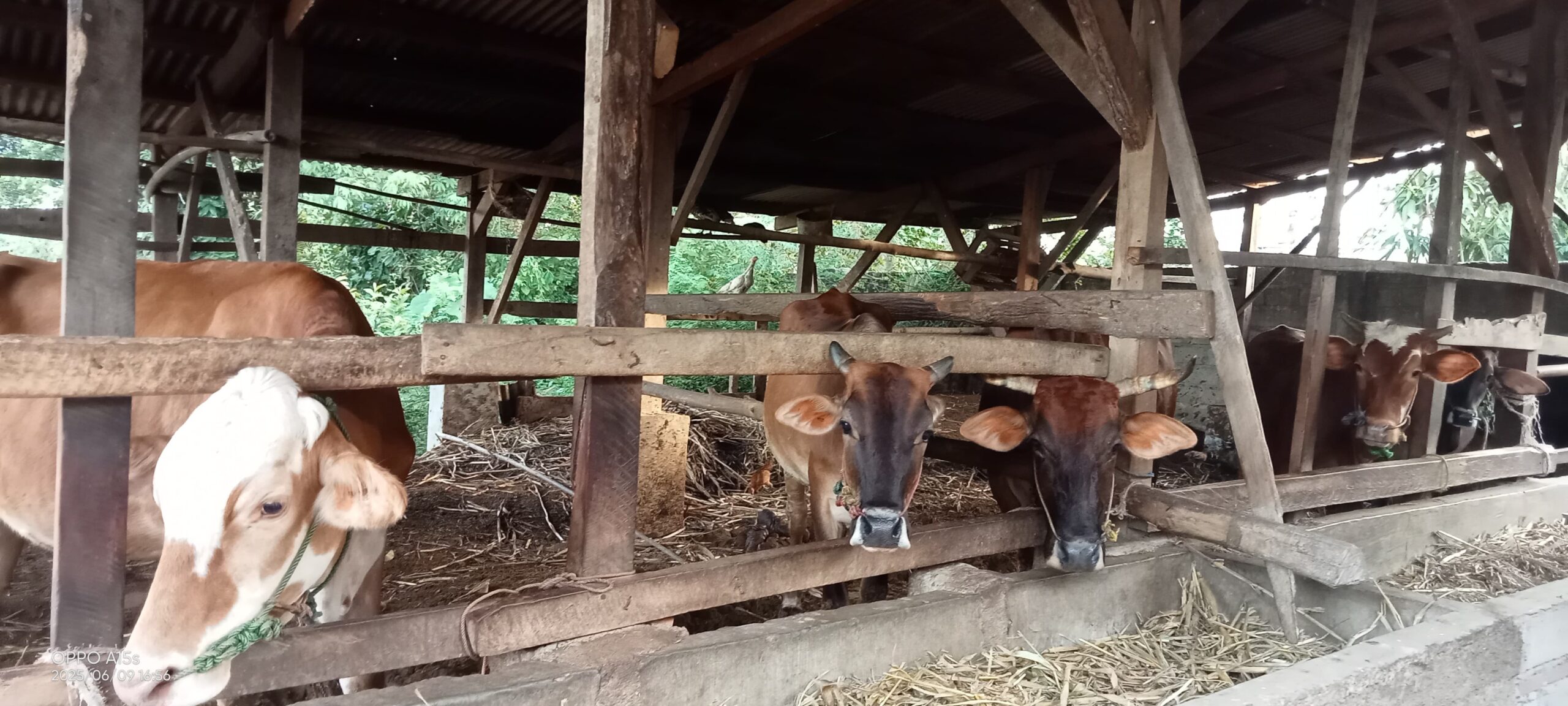 Empat Dari Delapan Ekor Sapi Program UPPO Dijual Anggota Gapoktan Abung Jayo