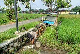 Gulma Menjadi Salah Satu Kendala Petani