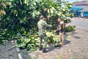 Guyub Rukun Bersama Warga, Babinsa Baluwarti Kerja Bakti Potong Pohon Dan Bersihkan Lingkungan