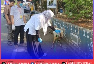 Jelang Idul Adha, Disbunak Lampura turunkan Tim Periksa Hewan Qurban