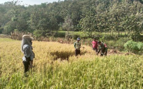 Prediksi Hasil Panen Babinsa Kalinanas Dan PPL Lakukan Pengubinan