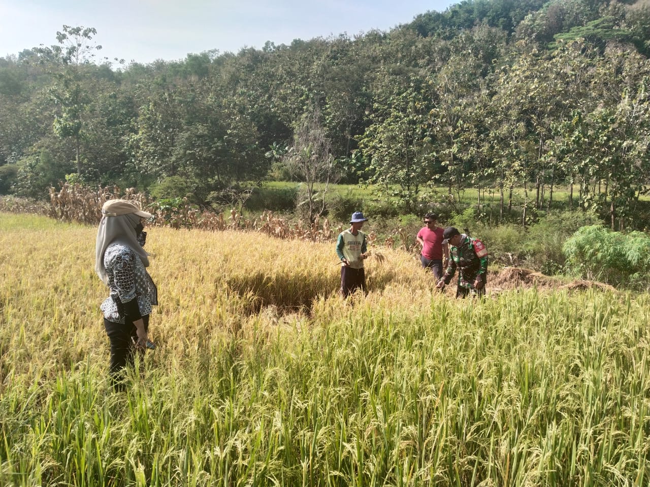 Prediksi Hasil Panen Babinsa Kalinanas Dan PPL Lakukan Pengubinan
